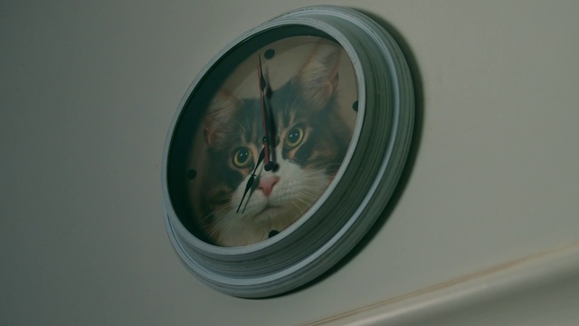 Video Reference: Cat, Felidae, Whiskers, Small to medium-sized cats, Clothes dryer, Circle, Washing machine, Window, Kitten, Carnivore