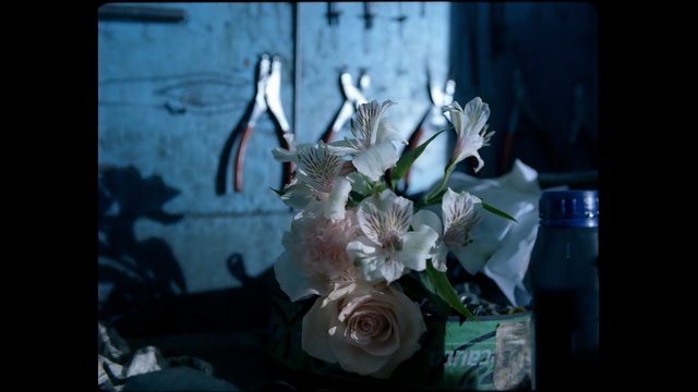 Video Reference: flower, darkness, flora, still life photography, still life, plant, organism, computer wallpaper, petal, spring