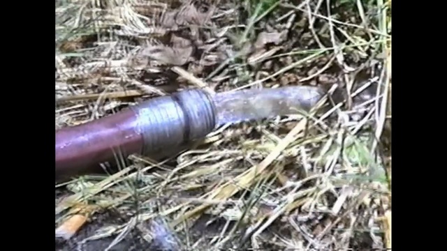 Video Reference: Grass, Soil, Plant