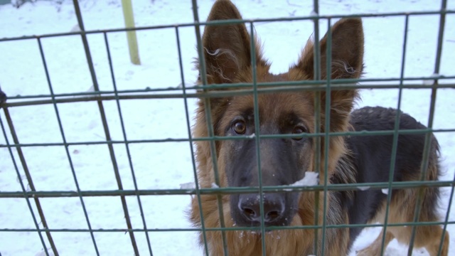 Video Reference: Vertebrate, Mammal, Dog breed, Dog, Canidae, Animal shelter, Snout, Carnivore, German shepherd dog, King shepherd