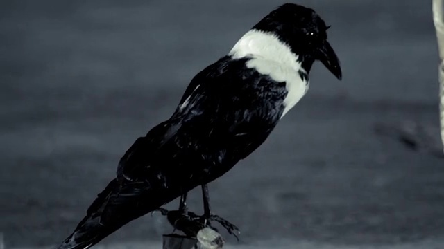 Video Reference: Bird, Beak, Wildlife, Crow-like bird, Crow, Photography, Stock photography, Perching bird, Black-and-white