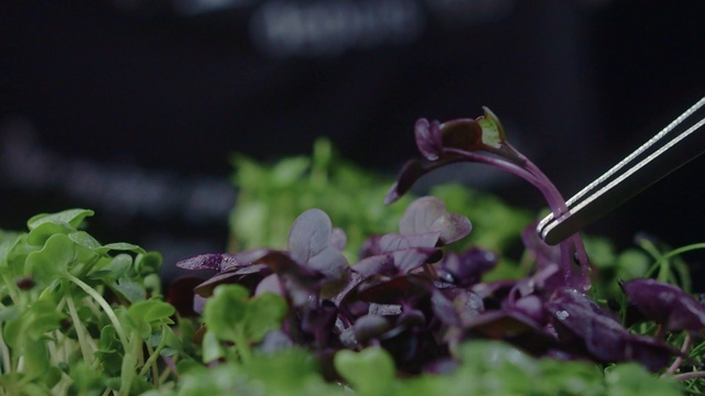 Video Reference: Leaf, Purple, Plant, Flower, Grass, Herb, Flowering plant