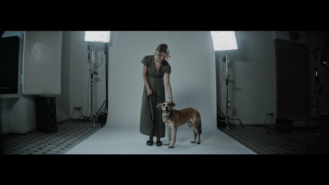 Video Reference: Mammal, Dog, Canidae, Dog breed, Carnivore, Guard dog, Non-Sporting Group, Screenshot, Great dane, Kennel club