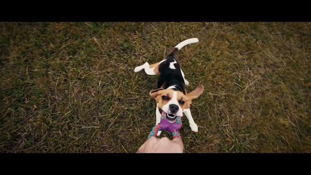 Video Reference: Dog, Mammal, Vertebrate, Dog breed, Canidae, Beagle, Carnivore, Harrier, Treeing walker coonhound, Serbian tricolour hound