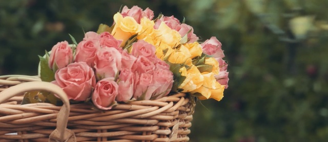 Video Reference: Flower, Garden roses, Pink, Rose, Bouquet, Cut flowers, Petal, Plant, Rose family, Yellow