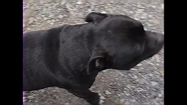 Video Reference: dog, dog like mammal, black, dog breed, mammal, dog breed group, vertebrate, snout, carnivoran, cane corso