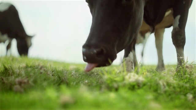 Video Reference: cattle like mammal, dairy cow, grazing, grass, pasture, plant, grassland, fodder, farm, meadow, Person