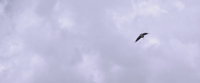 Video Reference: Sky, Bird, Cloud, Seabird, Wing, Beak, Bird migration, Flight, Meteorological phenomenon, Kite