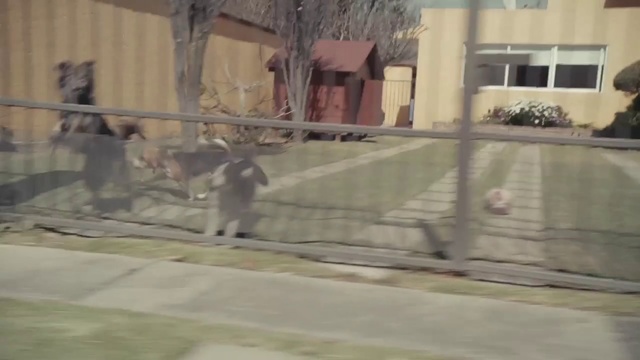 Video Reference: Floor, Zoo, Sidewalk, Flooring, Fence, Asphalt, Concrete, Composite material, Fawn, Walkway, Person