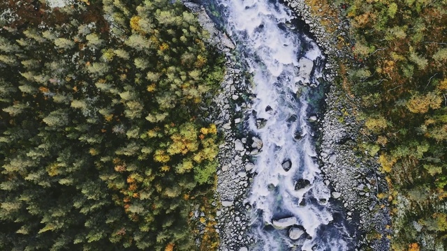 Video Reference: Water, Nature, Watercourse, Tree, Non-vascular land plant, Moss, Plant, Reflection, Geological phenomenon, Forest