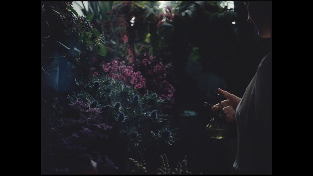 Video Reference: Nature, Photograph, Black, Purple, Green, Organism, Darkness, Light, Natural environment, Tree