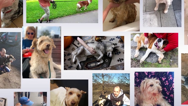 Video Reference: Mammal, Dog, Vertebrate, Dog breed, Canidae, Petit basset griffon vendéen, Sapsali, Carnivore, Companion dog, Briquet griffon vendéen