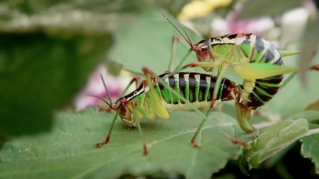Video Reference: Insect, Invertebrate, Pest, Macro photography, Leaf, Plant, Organism, Close-up, Wildlife, Membrane-winged insect