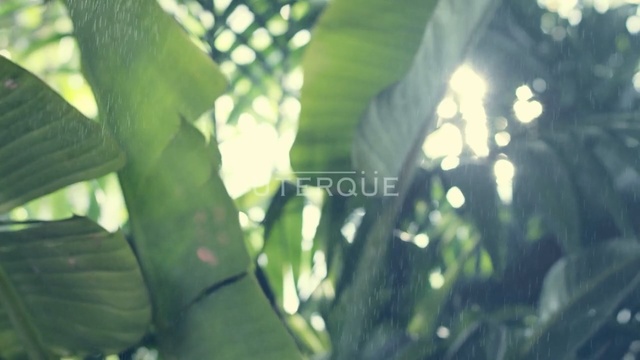 Video Reference: green, leaf, vegetation, water, sunlight, light, branch, grass, close up, plant, Person