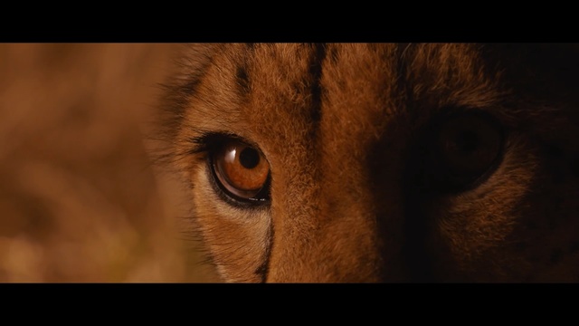 Video Reference: Mammal, Vertebrate, Wildlife, Felidae, Eye, Close-up, Whiskers, Nose, Fur, Iris
