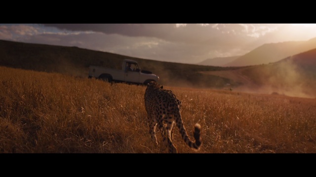 Video Reference: Wildlife, Savanna, Grassland, Cheetah, Terrestrial animal, Felidae, Ecoregion, Sky, Prairie, Plain