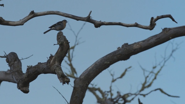 Video Reference: Branch, Bird, Beak, Twig, Tree, Wildlife, Sky, Plant, Coraciiformes