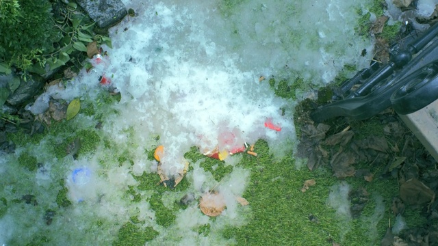 Video Reference: water, leaf, grass, plant, water resources, water feature, watercourse, pond, tree