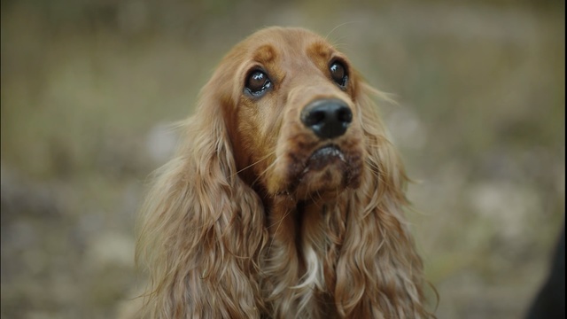 Video Reference: Dog, Mammal, Vertebrate, Dog breed, Canidae, English cocker spaniel, Irish setter, Cocker spaniel, Carnivore, Snout, Person