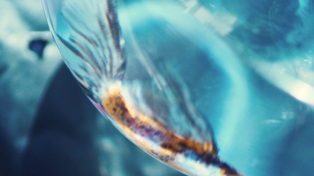 Video Reference: Water, Marine biology, Organism, Fish, Fish, Underwater, Fin, Macro photography