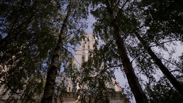 Video Reference: Tree, Nature, Natural environment, Sky, Woody plant, Natural landscape, Branch, Forest, Plant, Trunk