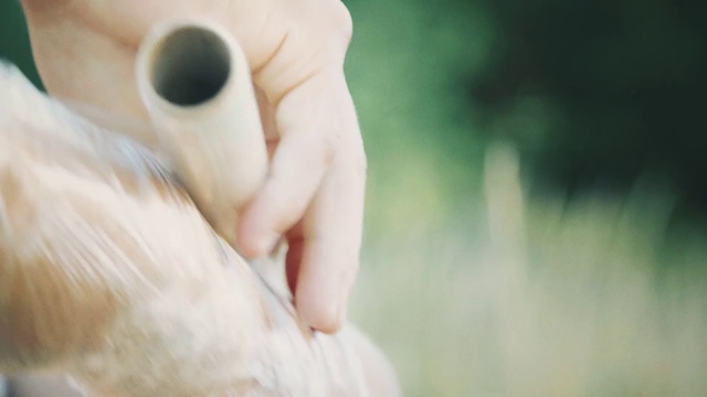 Video Reference: Hand, Finger, Close-up, Eye, Nail, Photography, Eyelash, Animal, Grass, Bird, Small, Close, Holding, Brown, Playing, Baseball, White, Little, Dog, Game, Ball, Young, Parrot, Head, Man, Yellow, Blurry, Remote, Video, Cat, Field, Chicken