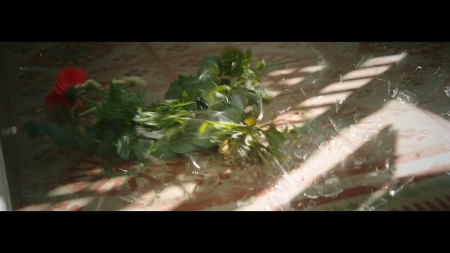Video Reference: Nature, Leaf, Plant, Water, Organism, Grass, Tree, Landscape, Houseplant, Sunlight