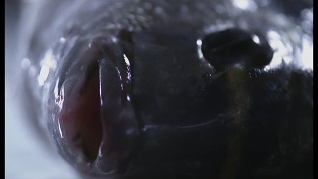 Video Reference: Close-up, Photography, Macro photography