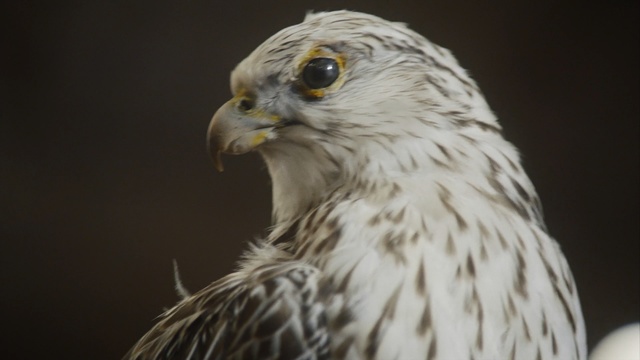 Video Reference: Bird, Vertebrate, Beak, Bird of prey, Hawk, Peregrine falcon, Falcon, Cooper's Hawk, Sharp shinned Hawk, Accipitriformes, Person
