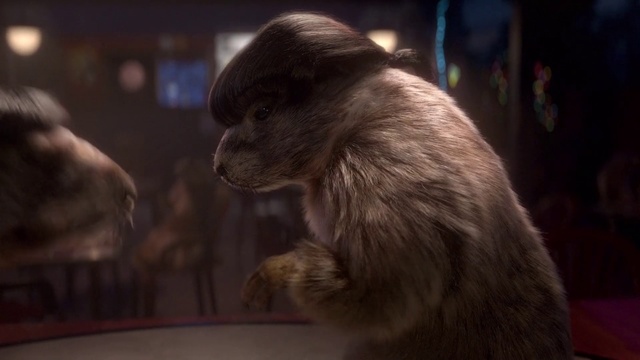 Video Reference: New World monkey, Fur, Primate, Old world monkey