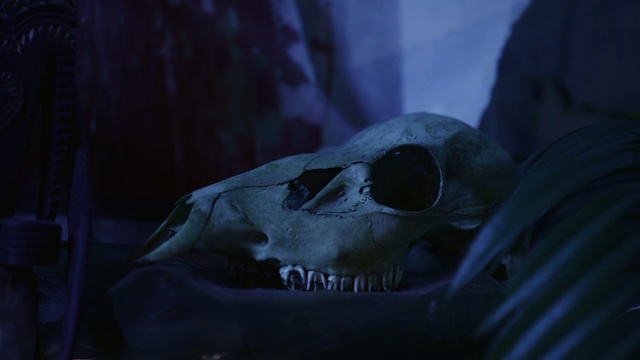 Video Reference: blue, darkness, screenshot, organism, computer wallpaper, jaw, midnight, night