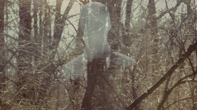 Video Reference: woodland, ecosystem, forest, fauna, wildlife, tree, branch, grass, sunlight, wood