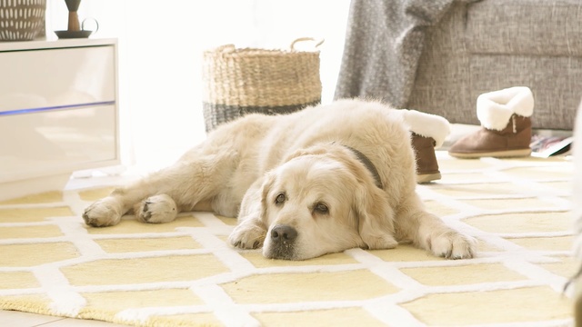 Video Reference: Mammal, Dog, Vertebrate, Canidae, Dog breed, Golden retriever, Retriever, Carnivore, Companion dog, Sporting Group