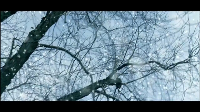 Video Reference: branch, tree, sky, nature, ecosystem, woody plant, black and white, twig, woodland, flora