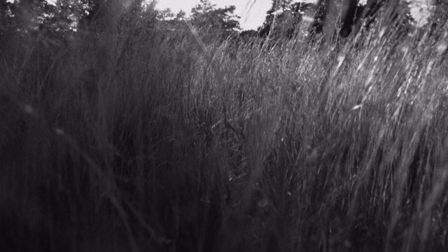 Video Reference: Black, Nature, White, Black-and-white, Monochrome photography, Vegetation, Grass, Monochrome, Natural environment, Tree