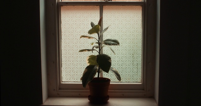 Video Reference: Houseplant, Plant, Flower, Botany, Ikebana, Still life photography, Leaf, Flowerpot, Still life, Plant stem