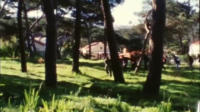 Video Reference: tree, plant, grass, recreation, biome, park, landscape, land lot, leisure