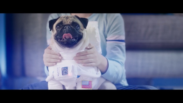 Video Reference: blue, dog, photograph, dog like mammal, mammal, vertebrate, dog breed, pug, photography, fun