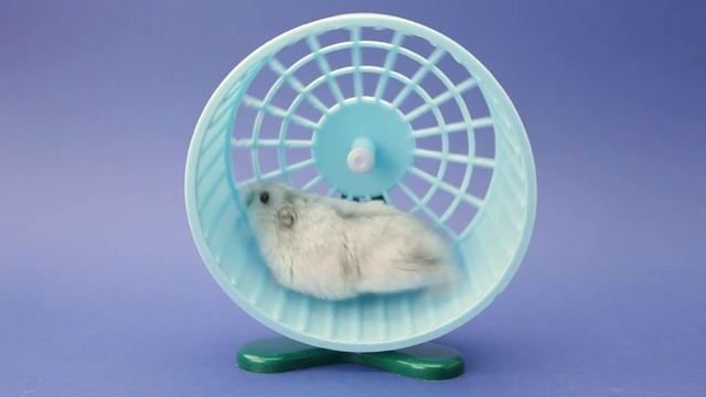 Video Reference: Hamster, Rodent, Earless seal, Animal figure