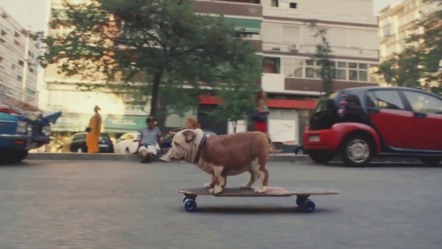 Video Reference: Mode of transport, Dog, Vehicle, Canidae, Transport, Asphalt, Skateboard, Snout, Dog breed, Longboard