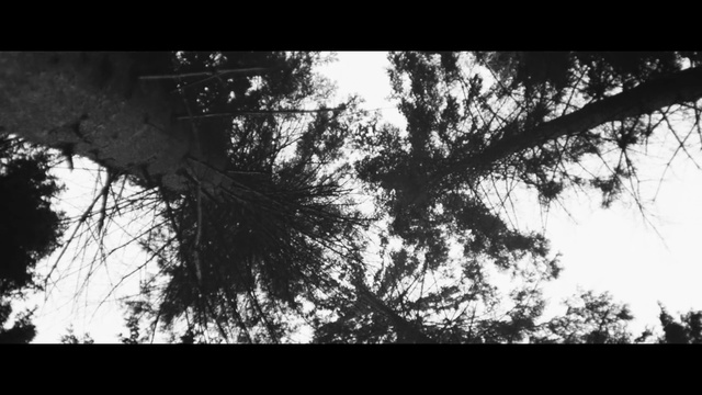 Video Reference: sky, tree, branch, black, nature, black and white, woody plant, photograph, monochrome photography, leaf, Person