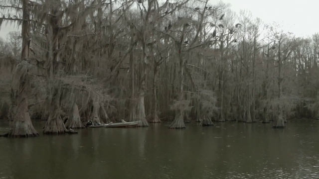 Video Reference: Nature, Bayou, Bank, Tree, Natural environment, Natural landscape, Swamp, Atmospheric phenomenon, Wetland, River