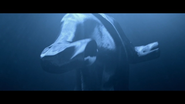 Video Reference: Underwater, Photography, Marine biology