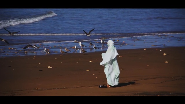 Video Reference: sea, water, seabird, vertebrate, bird, sky, shore, ocean, charadriiformes, gull