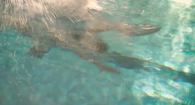 Video Reference: Water, Aqua, Turquoise, Teal, Underwater, Marine biology