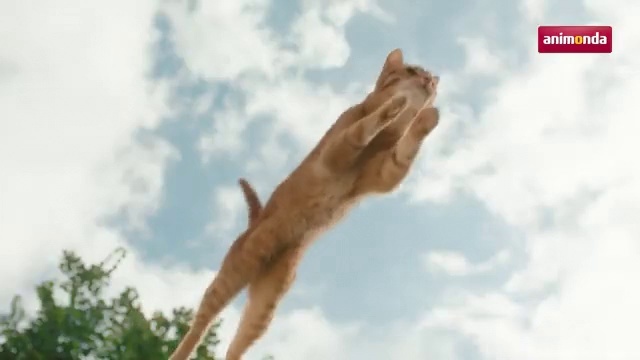 Video Reference: Dog breed, Vizsla, Canidae, Sporting Group, Carnivore, Felidae, Hunting dog