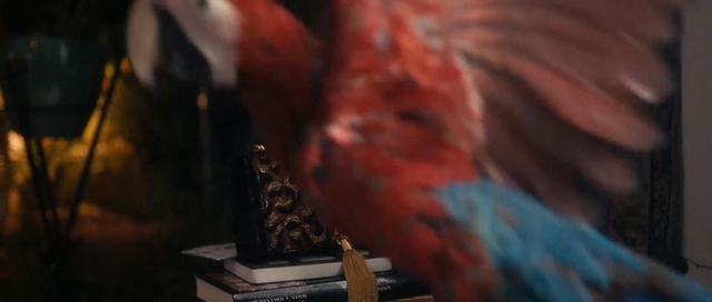 Video Reference: red, vertebrate, beak, parrot, macaw, arm, darkness, flesh