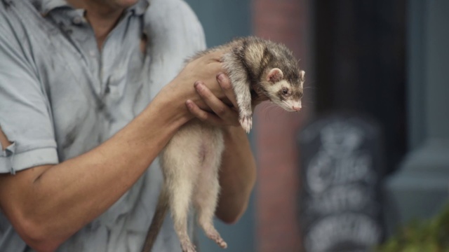 Video Reference: Vertebrate, Mammal, Ferret, polecat, Mustelinae, Mustelidae, Mink, Fur, Carnivore, Black-footed ferret