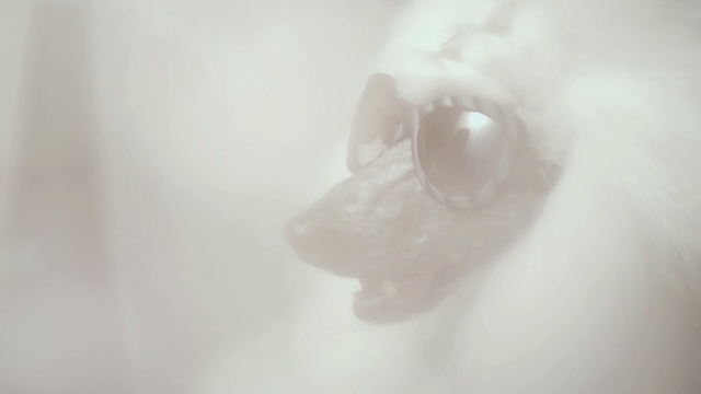 Video Reference: nose, close up, macro photography, jaw, body jewelry, ear, lip, neck