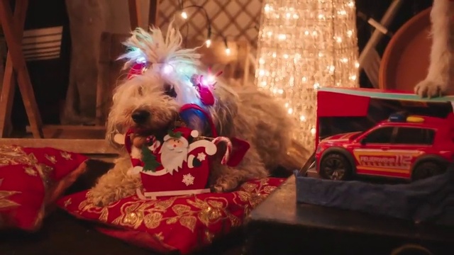 Video Reference: Dog, Canidae, Dog breed, Companion dog, Yorkshire terrier, Shih tzu, Schnoodle, Carnivore, Christmas, Puppy